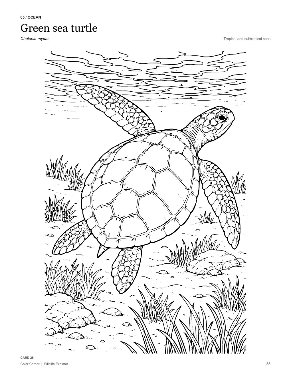A naturalist green sea turtle coloring scene